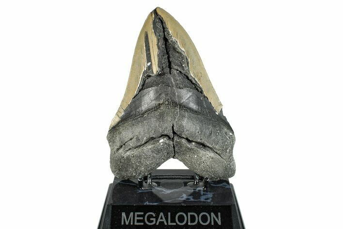 Bargain, Fossil Megalodon Tooth - Huge NC Meg #274754